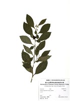 藏品(瑪瑙珠)的圖片